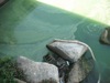 local picture