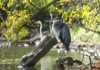 local picture