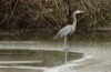 local picture