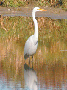 A great egret hunts for his morning feast in a lake channel south of Celina near U.S. 127 and Johnston Road. The unusual looking all-white bird periodically migrates to the Grand Lake St. Marys area, but wildlife officials believe the big birds have yet to permanently nest here.<br>dailystandard.com