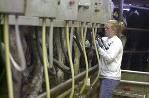 Sara Broering of Maria Stein already owns her own dairy herd. The farmer says each milking at the family farm takes about four hours. Broering is also shown below.<br></br>dailystandard.com