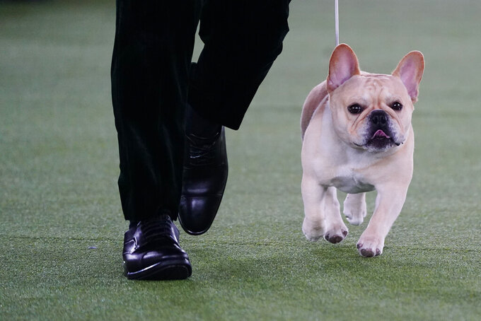 Winston, a French bulldog, competes for Best in Show at the 146th Westminster Kennel Club Dog Show, Wednesday, June 22, 2022, in Tarrytown, N.Y. (AP Photo/Frank Franklin II)